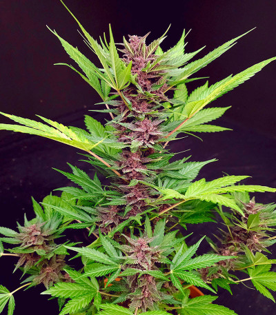 Сорт Diablo Rojo XL Auto fem (Sweet Seeds) Сорт Diablo Rojo XL Auto fem (Sweet Seeds) — изображение 6