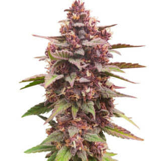 Сорт Diablo Rojo XL Auto fem (Sweet Seeds)
