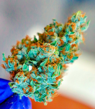 Сорт Durban Poison Auto fem (Humboldt Seed Company) Сорт Durban Poison Auto fem (Humboldt Seed Company) — изображение 4