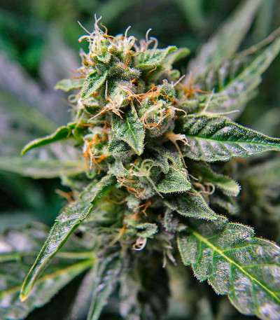 Сорт Durban Poison Auto fem (Humboldt Seed Company) Сорт Durban Poison Auto fem (Humboldt Seed Company) — изображение 6