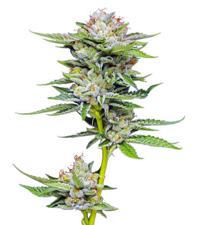Сорт Durban Poison Auto fem (Humboldt Seed Company) Сорт Durban Poison Auto fem (Humboldt Seed Company)