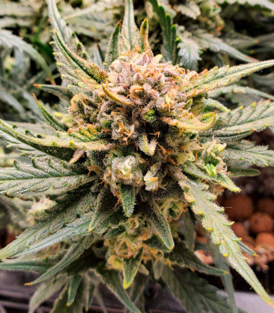 Сорт Forbidden Runtz Auto fem (FastBuds) Сорт Forbidden Runtz Auto fem (FastBuds) — изображение 6