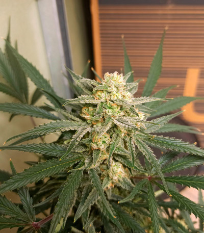 Сорт Forbidden Runtz Auto fem (FastBuds) Сорт Forbidden Runtz Auto fem (FastBuds) — изображение 7