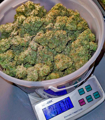 Сорт Gorilla Melon fem (FastBuds) Сорт Gorilla Melon fem (FastBuds) — изображение 3