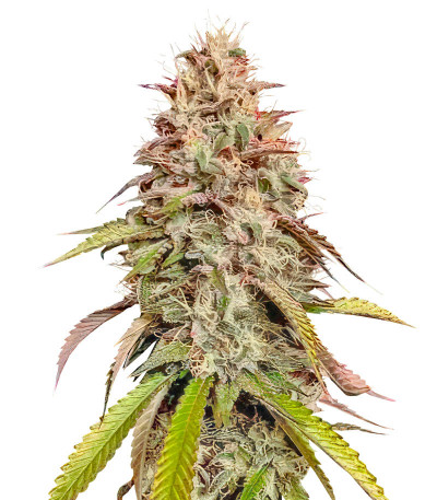 Сорт Gorilla Melon fem (FastBuds) Сорт Gorilla Melon fem (FastBuds)