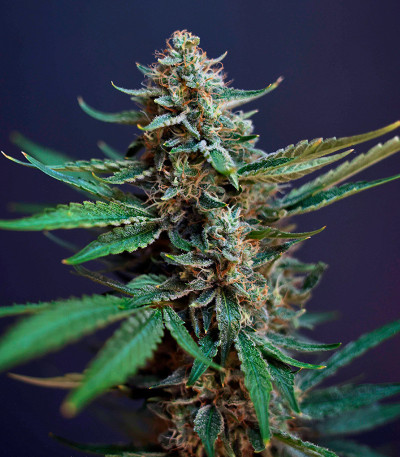 Сорт HighCloudZ Auto fem (GHS) Сорт HighCloudZ Auto fem (GHS) — изображение 3