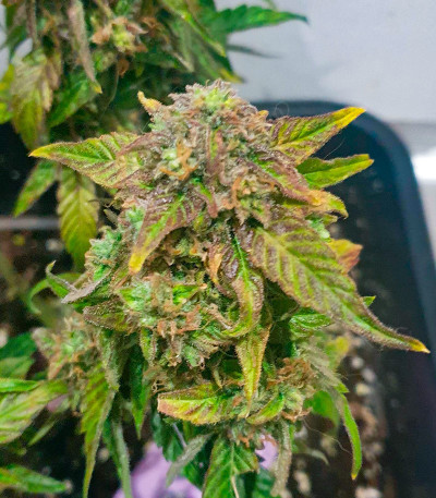 Сорт HighCloudZ Auto fem (GHS) Сорт HighCloudZ Auto fem (GHS) — изображение 4