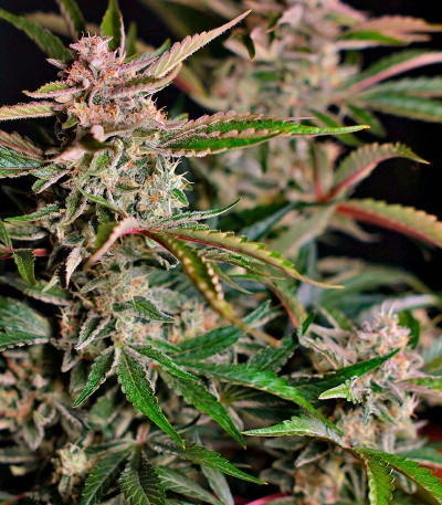 Сорт HighCloudZ Auto fem (GHS) Сорт HighCloudZ Auto fem (GHS) — изображение 5