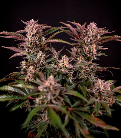 Сорт HighCloudZ Auto fem (GHS) Сорт HighCloudZ Auto fem (GHS) — изображение 6