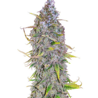 Сорт HighCloudZ Auto fem (GHS)