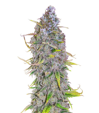 Сорт HighCloudZ Auto fem (GHS) Сорт HighCloudZ Auto fem (GHS)