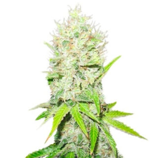 Сорт Jack La Mota fem (Medical Seeds) Сорт Jack La Mota fem (Medical Seeds)