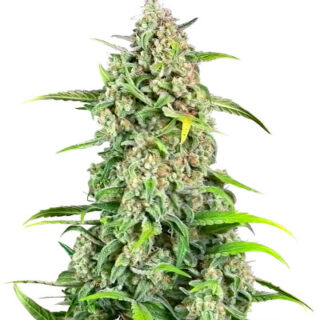 Сорт Jealousy Z XL Auto fem (Sweet Seeds)