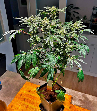 Сорт Jelly Donutz Auto fem (Humboldt Seed Company) Сорт Jelly Donutz Auto fem (Humboldt Seed Company) — изображение 3