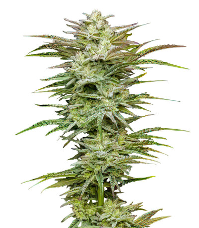 Сорт Jelly Donutz Auto fem (Humboldt Seed Company) Сорт Jelly Donutz Auto fem (Humboldt Seed Company)