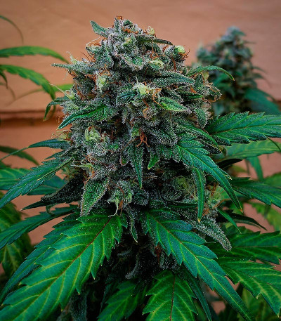 Сорт Jet Fuel Mandarine XL Auto fem (Sweet Seeds) Сорт Jet Fuel Mandarine XL Auto fem (Sweet Seeds) — изображение 3