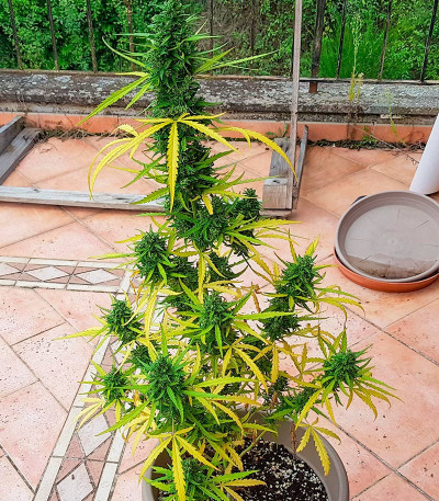 Сорт Jet Fuel Mandarine XL Auto fem (Sweet Seeds) Сорт Jet Fuel Mandarine XL Auto fem (Sweet Seeds) — изображение 4