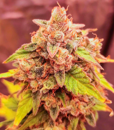 Сорт Jet Fuel Mandarine XL Auto fem (Sweet Seeds) Сорт Jet Fuel Mandarine XL Auto fem (Sweet Seeds) — изображение 5