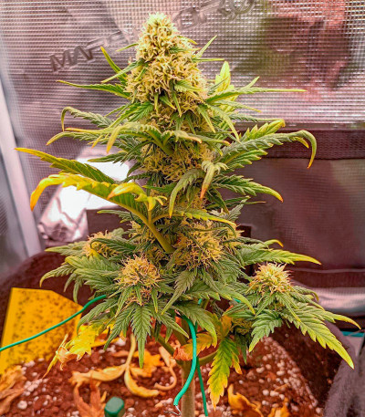 Сорт Jet Fuel Mandarine XL Auto fem (Sweet Seeds) Сорт Jet Fuel Mandarine XL Auto fem (Sweet Seeds) — изображение 6