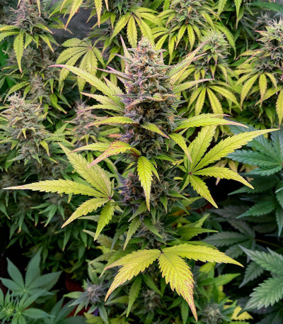 Сорт Jet Fuel Mandarine XL Auto fem (Sweet Seeds) Сорт Jet Fuel Mandarine XL Auto fem (Sweet Seeds) — изображение 7