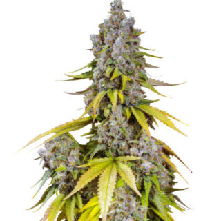 Сорт Jet Fuel Mandarine XL Auto fem (Sweet Seeds)