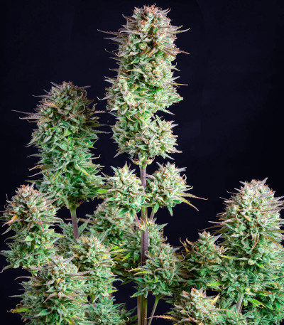 Сорт Kosher Cake Auto fem (FastBuds) Сорт Kosher Cake Auto fem (FastBuds) — изображение 3