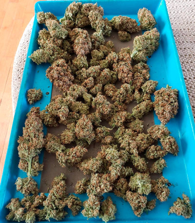 Сорт Kosher Cake Auto fem (FastBuds) Сорт Kosher Cake Auto fem (FastBuds) — изображение 4