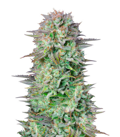 Сорт Kosher Cake Auto fem (FastBuds) Сорт Kosher Cake Auto fem (FastBuds)