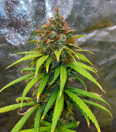 Сорт Lemon Drizzle fem (Barney's Farm) Сорт Lemon Drizzle fem (Barney's Farm) — изображение 3