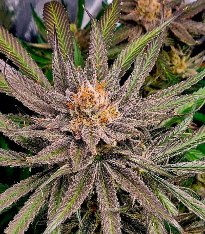 Сорт Lemon Drizzle fem (Barney's Farm) Сорт Lemon Drizzle fem (Barney's Farm) — изображение 5