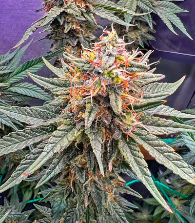 Сорт Lemon Drizzle fem (Barney's Farm) Сорт Lemon Drizzle fem (Barney's Farm) — изображение 6
