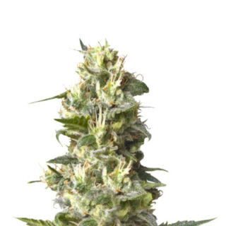 Сорт Lemon Shining Silver Haze fem (RQS)