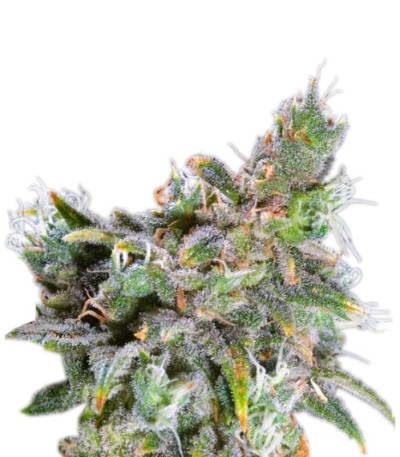 Сорт Magic Bud fem (Paradise Seeds) Сорт Magic Bud fem (Paradise Seeds)