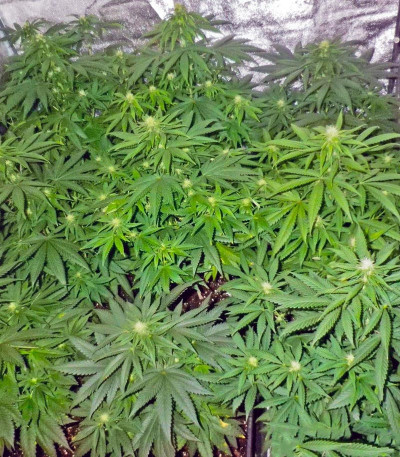 Сорт Magic Bud fem (Paradise Seeds) Сорт Magic Bud fem (Paradise Seeds) — изображение 4