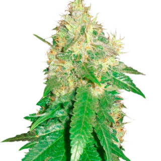 Сорт Northern Light Blue fem (Delicious Seeds)