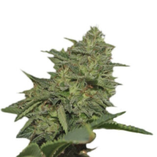 Сорт Original Cheese IBL fem (Paradise Seeds) Сорт Original Cheese IBL fem (Paradise Seeds)