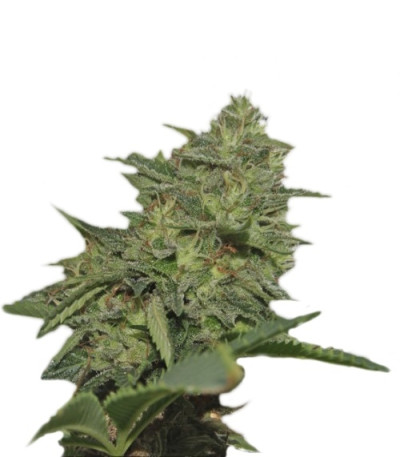Сорт Original Cheese IBL fem (Paradise Seeds) Сорт Original Cheese IBL fem (Paradise Seeds)