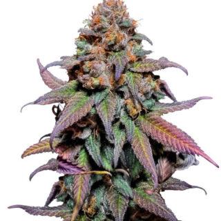 Сорт Rainbow Melon fem (FastBuds)