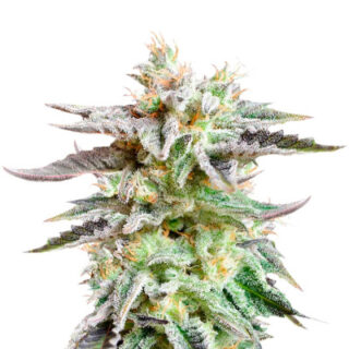 Сорт Sugar Black Rose fem (Delicious Seeds)