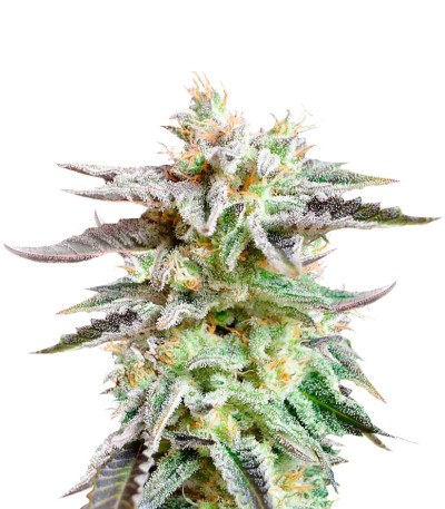 Сорт Sugar Black Rose fem (Delicious Seeds) Сорт Sugar Black Rose fem (Delicious Seeds)