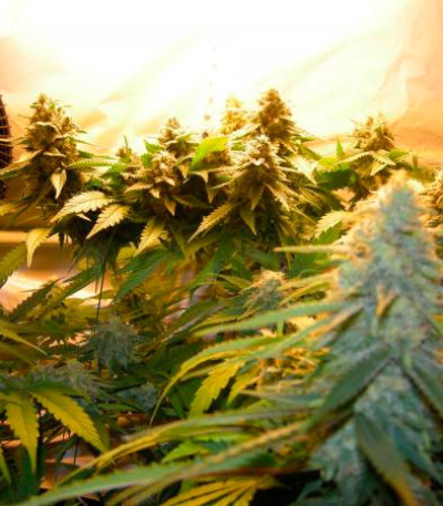 Сорт Sugar Black Rose fem (Delicious Seeds) Сорт Sugar Black Rose fem (Delicious Seeds) — изображение 4