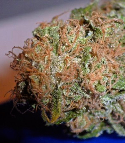 Сорт Sugar Black Rose fem (Delicious Seeds) Сорт Sugar Black Rose fem (Delicious Seeds) — изображение 5