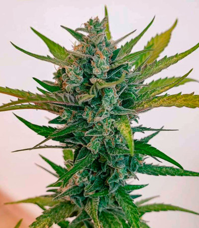 Сорт Sweet Zenzation XL Auto fem (Sweet Seeds) Сорт Sweet Zenzation XL Auto fem (Sweet Seeds) — изображение 5