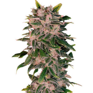Сорт Sweet Zenzation XL Auto fem (Sweet Seeds)