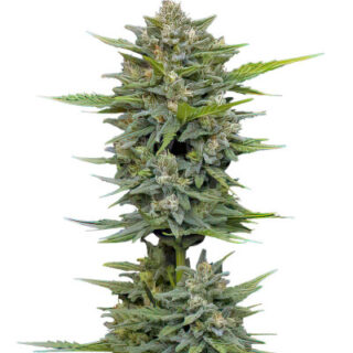 Сорт Vanilla Latte Auto fem (Humboldt Seed Company)