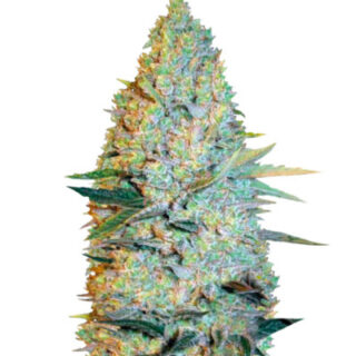 Сорт Amnesium fem (Victory Seeds) Сорт Amnesium fem (Victory Seeds)