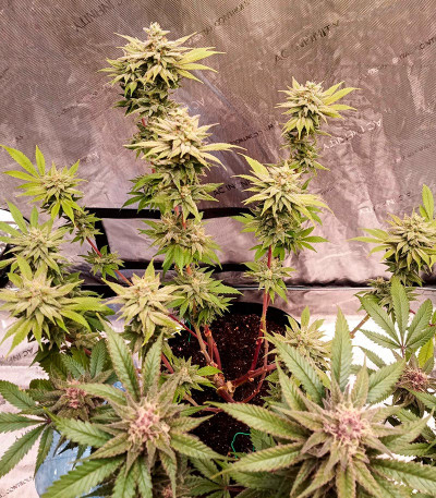 Сорт Apple Betty fem (Herbies Seeds) Сорт Apple Betty fem (Herbies Seeds) — изображение 6