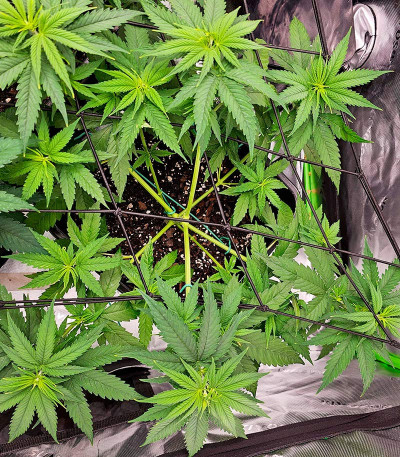Сорт Apple Betty fem (Herbies Seeds) Сорт Apple Betty fem (Herbies Seeds) — изображение 7