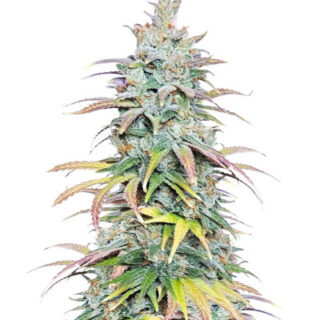 Сорт Apple Betty fem (Herbies Seeds)