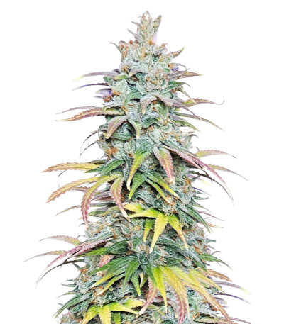 Сорт Apple Betty fem (Herbies Seeds) Сорт Apple Betty fem (Herbies Seeds)